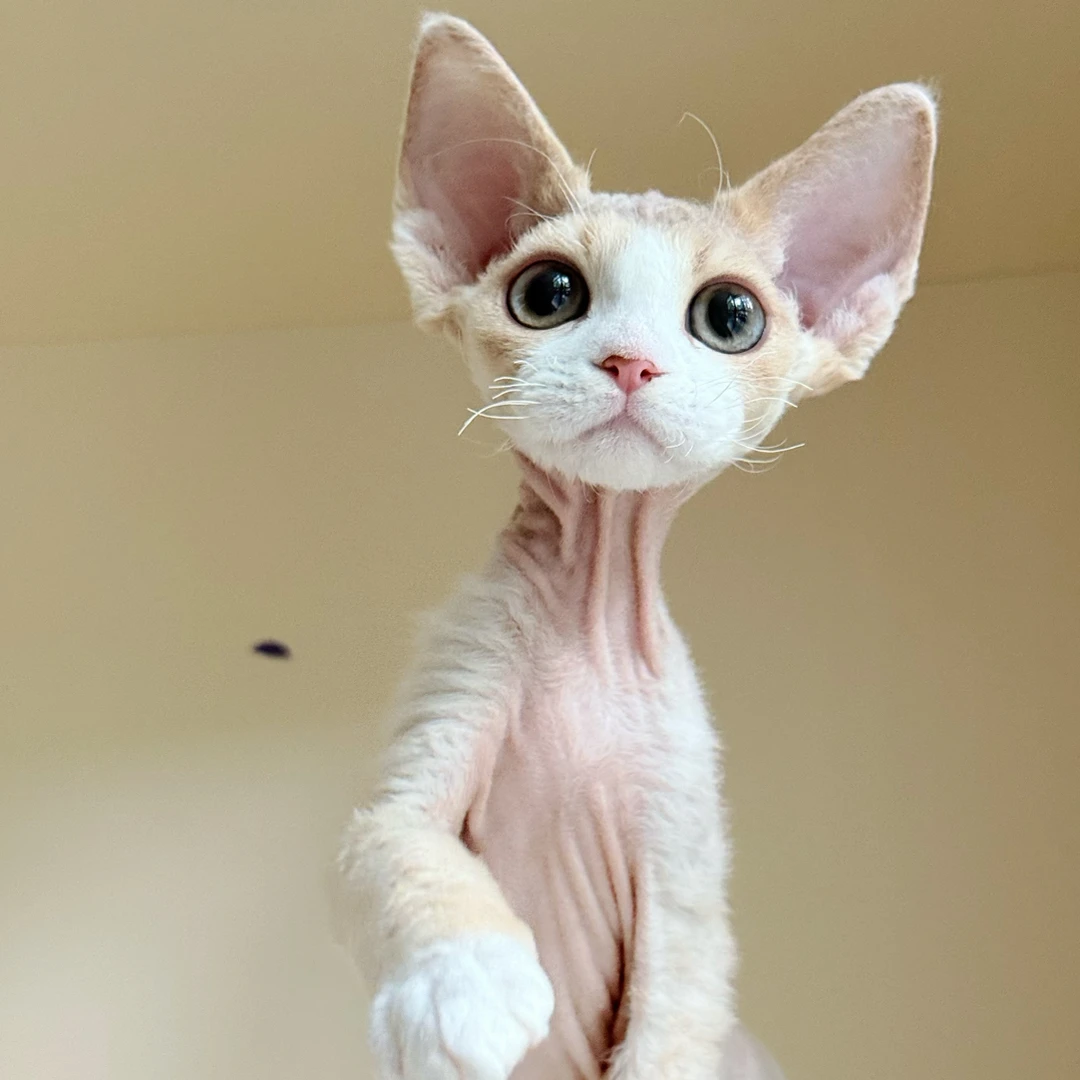 1️⃣7️⃣0️⃣乳白正开脸德文弟弟  欧宝三角脸  秃毛期  全疫苗