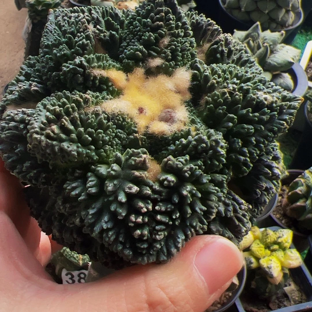 无花朵福利大尤哥斯拉龟甲牡丹无根399