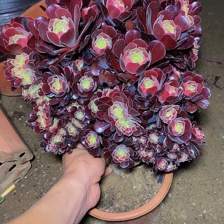多肉植物保护研究所