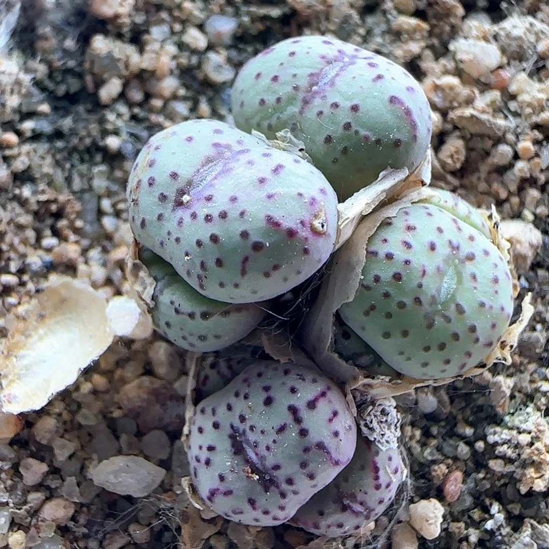 小可爱哦纹理绒感的40845