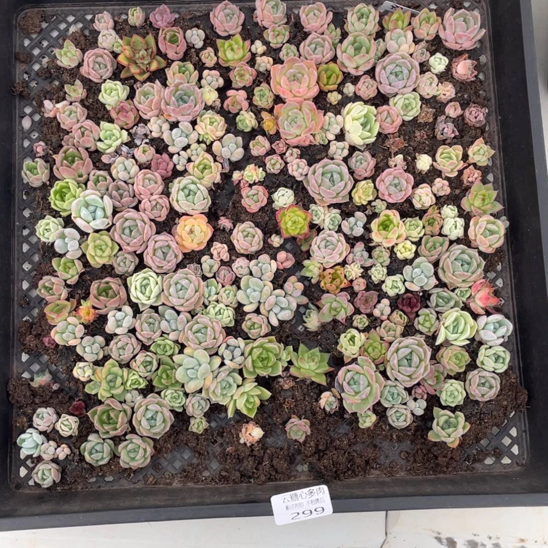 云糖心多肉植物299