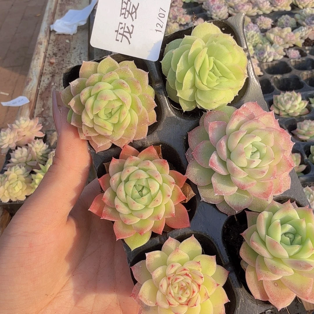 直播福利一物一拍28