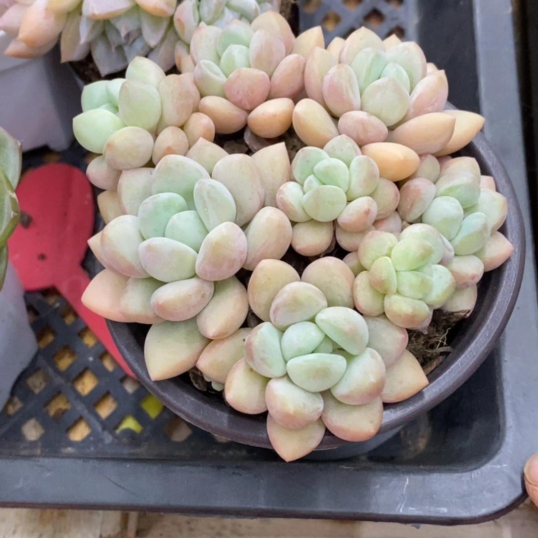 精品多肉一物一拍不包整12