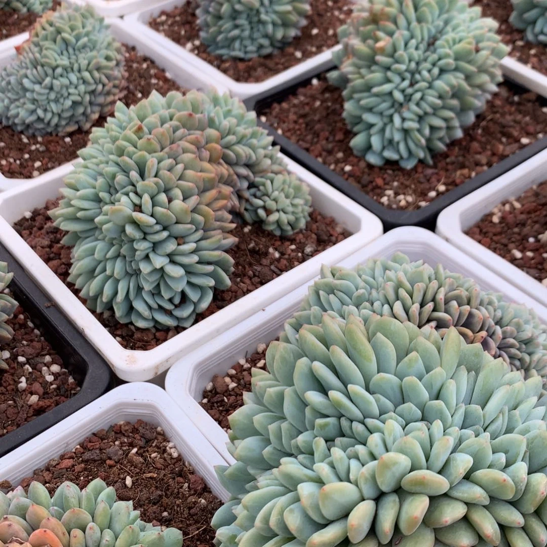 星影缀 随机 售后范围：签收起7头内，录开箱视频