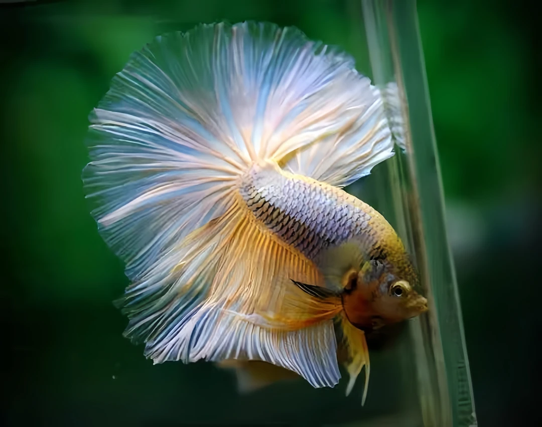 【101-200】泰国斗鱼