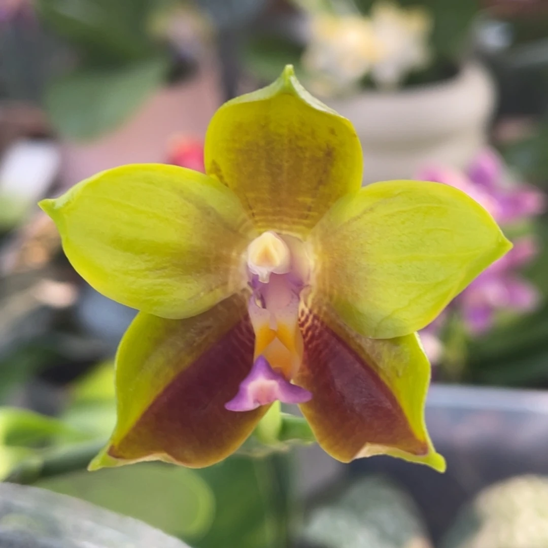 大部分开放少量花苞