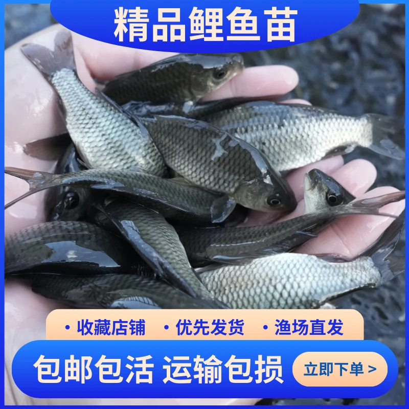 贵州鲤 鱼 建鲤 红尾巴鲤  淡水鱼 水族活体宠物观赏鱼饲养发货