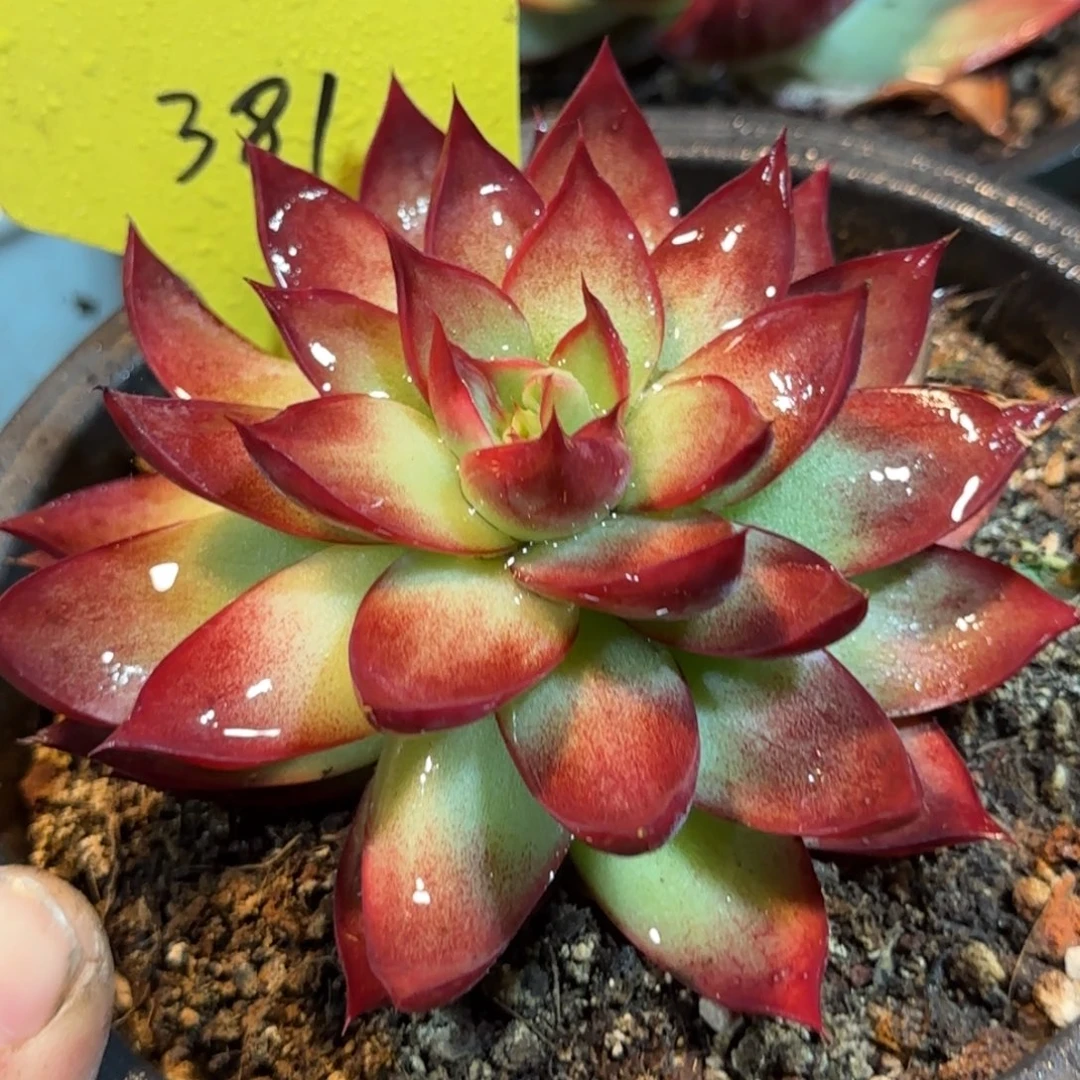 特殊惊鸿一物一拍包装收缩花旱381