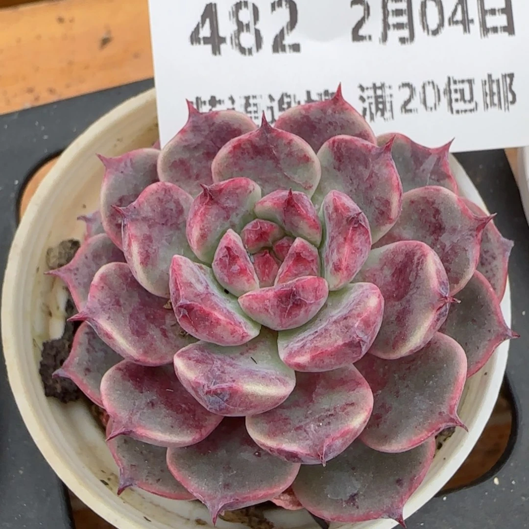 花语逸镜0204-482