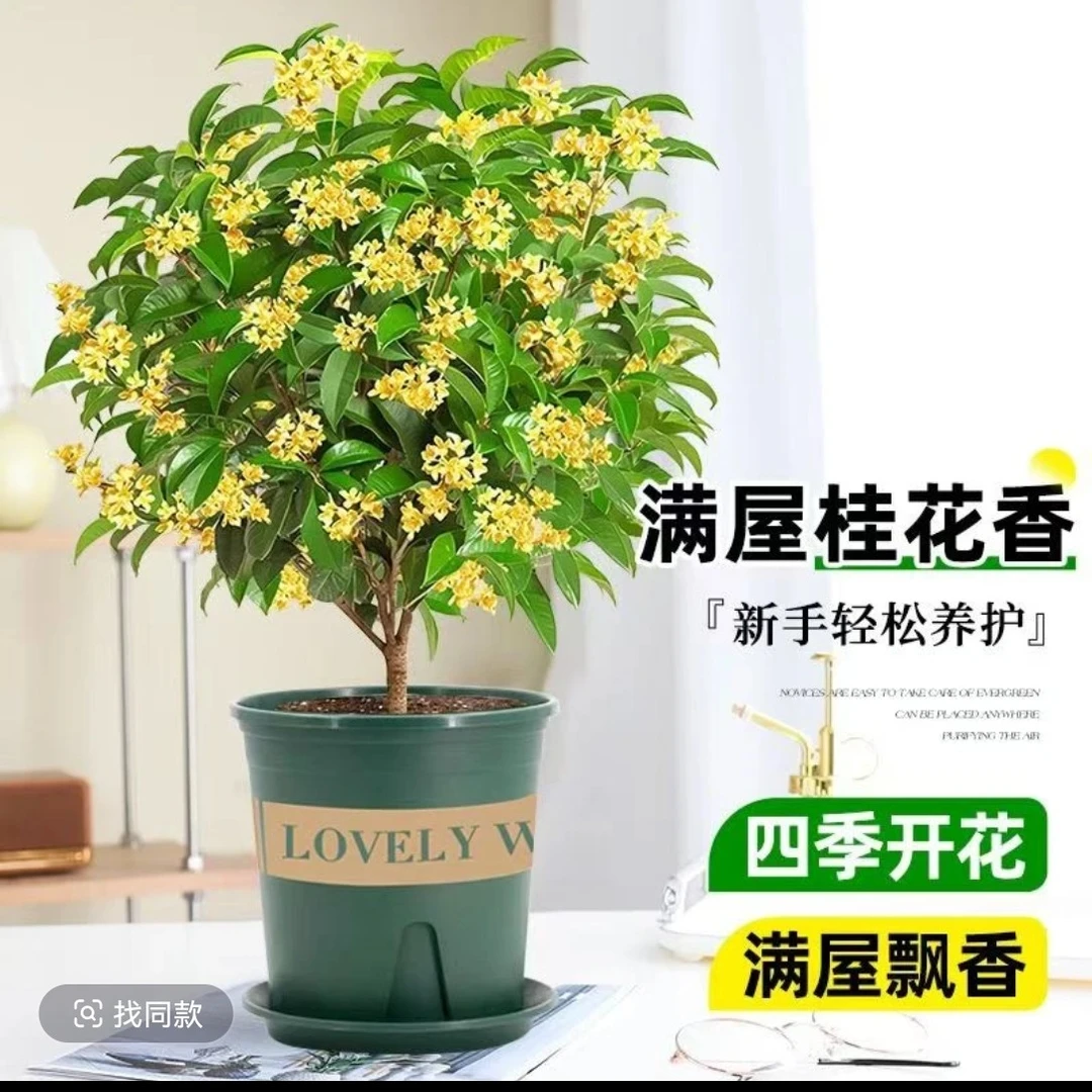 四季开花桂花室内室外可种植浓香好养易活