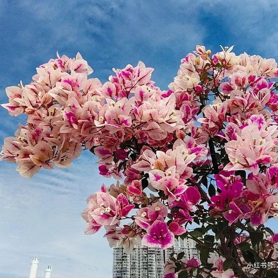 广红樱 三角梅苗好养易开花花卉基地 【不带花发货】