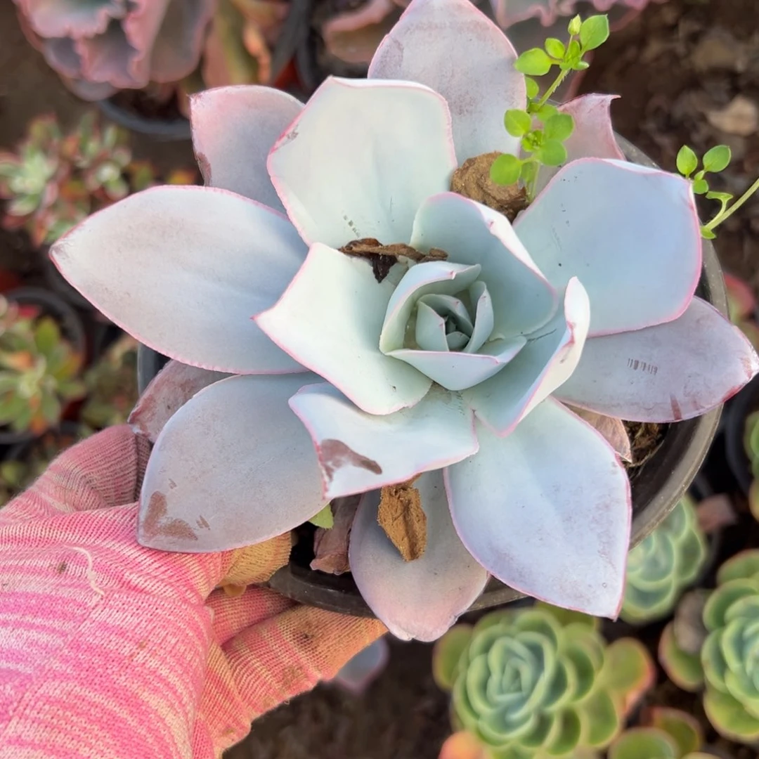 儿女中央音乐学院植物营养液