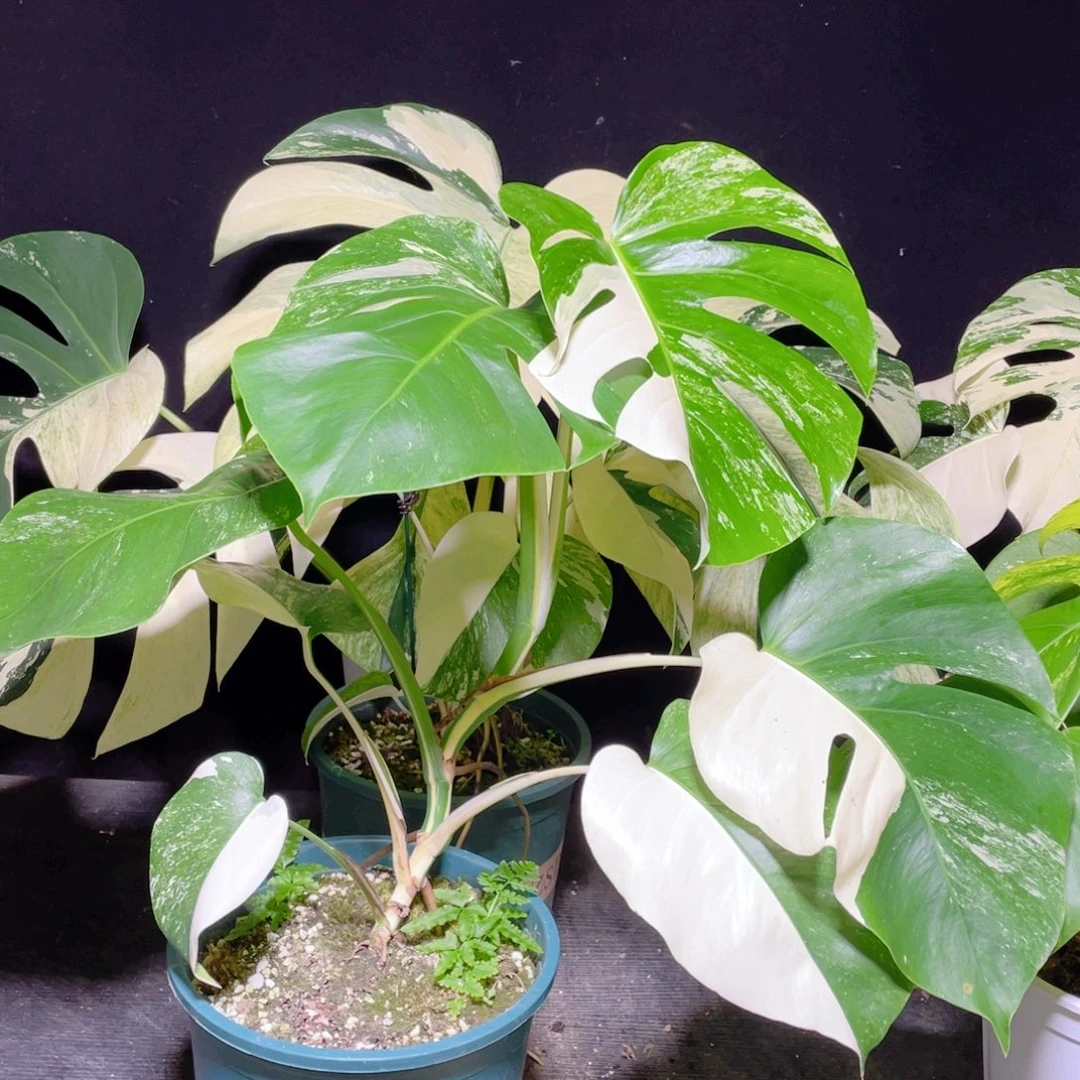 完全开放019白龟不包蕉叶和叶损