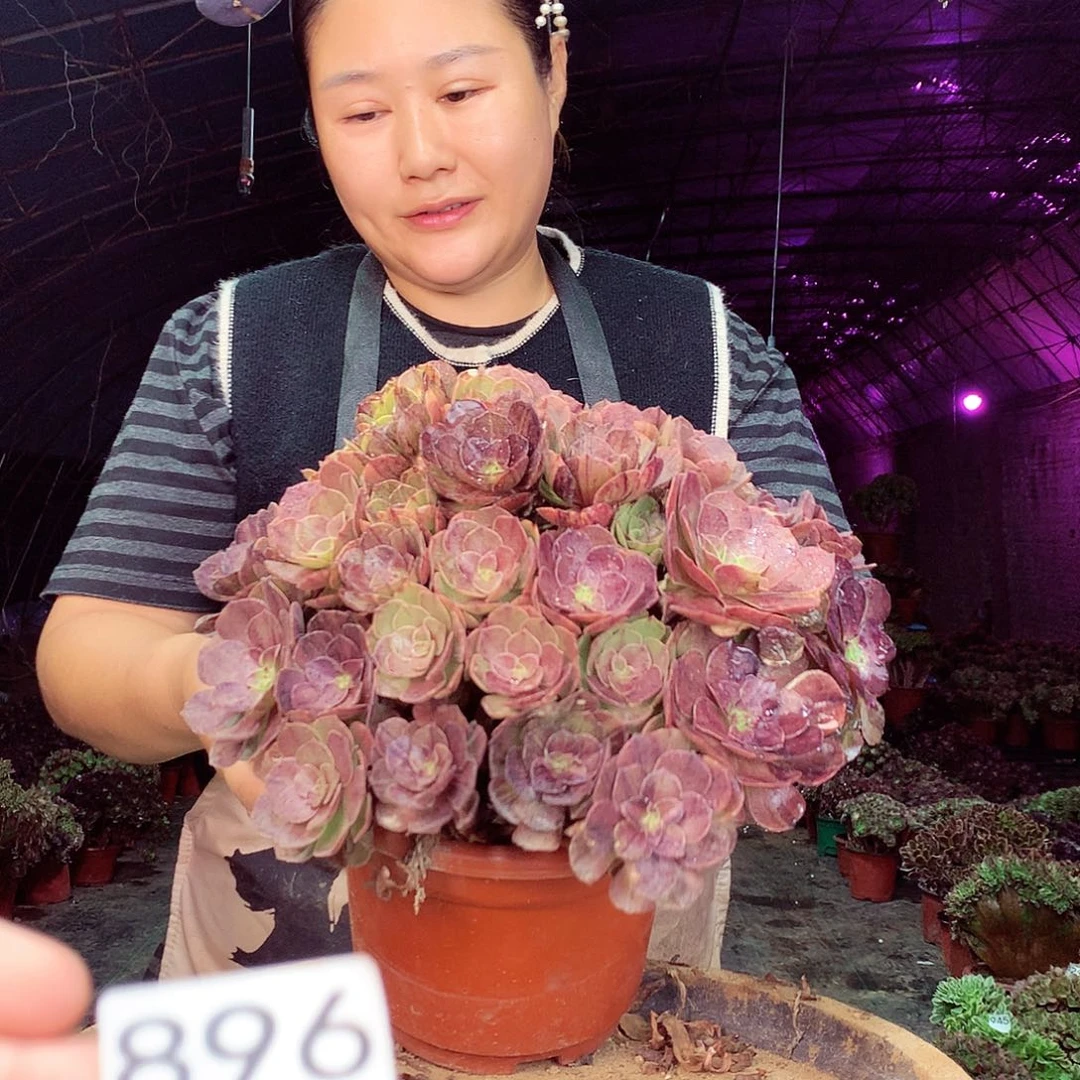 柒柒精品多肉脱土发货不包断侧枝烈焰