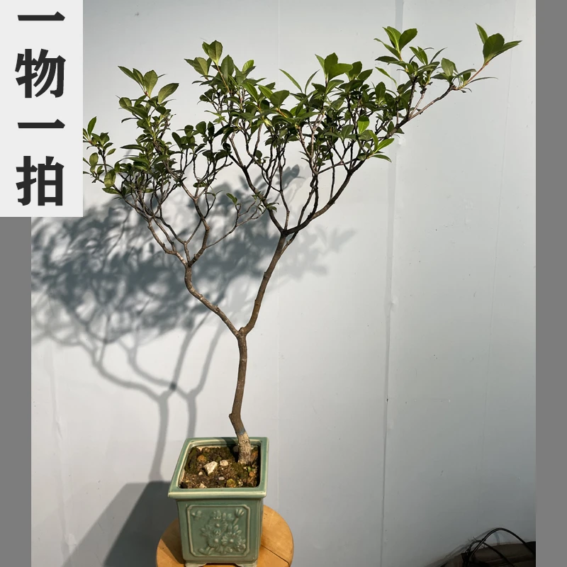 海岛春花盆景盆栽绿植庭院美化空间绿化办公室盆景茶台盆景装饰