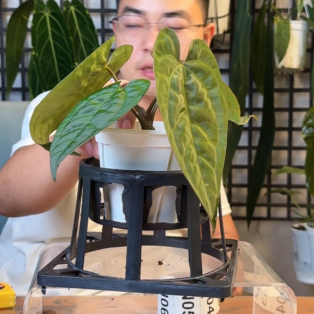 少***士无花朵一物一拍L190