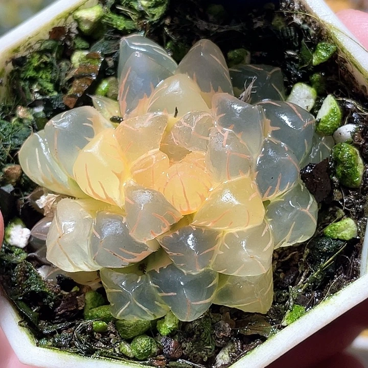 607糊斑水中月锦特选福利