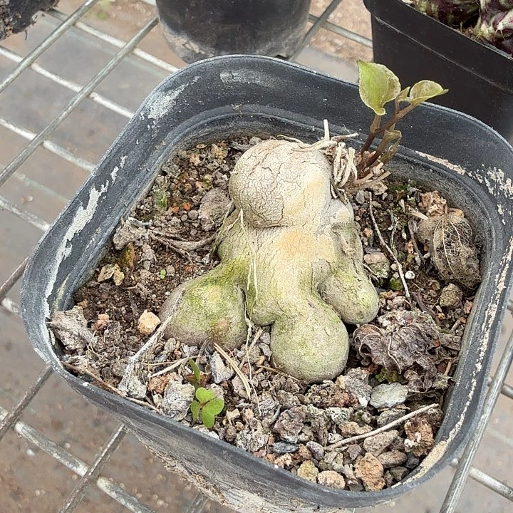 象足龟甲龙4仙人球