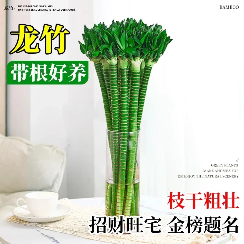 带根文昌竹龙竹富贵竹水培植物客厅招财竹室内水养绿植盆栽观音竹