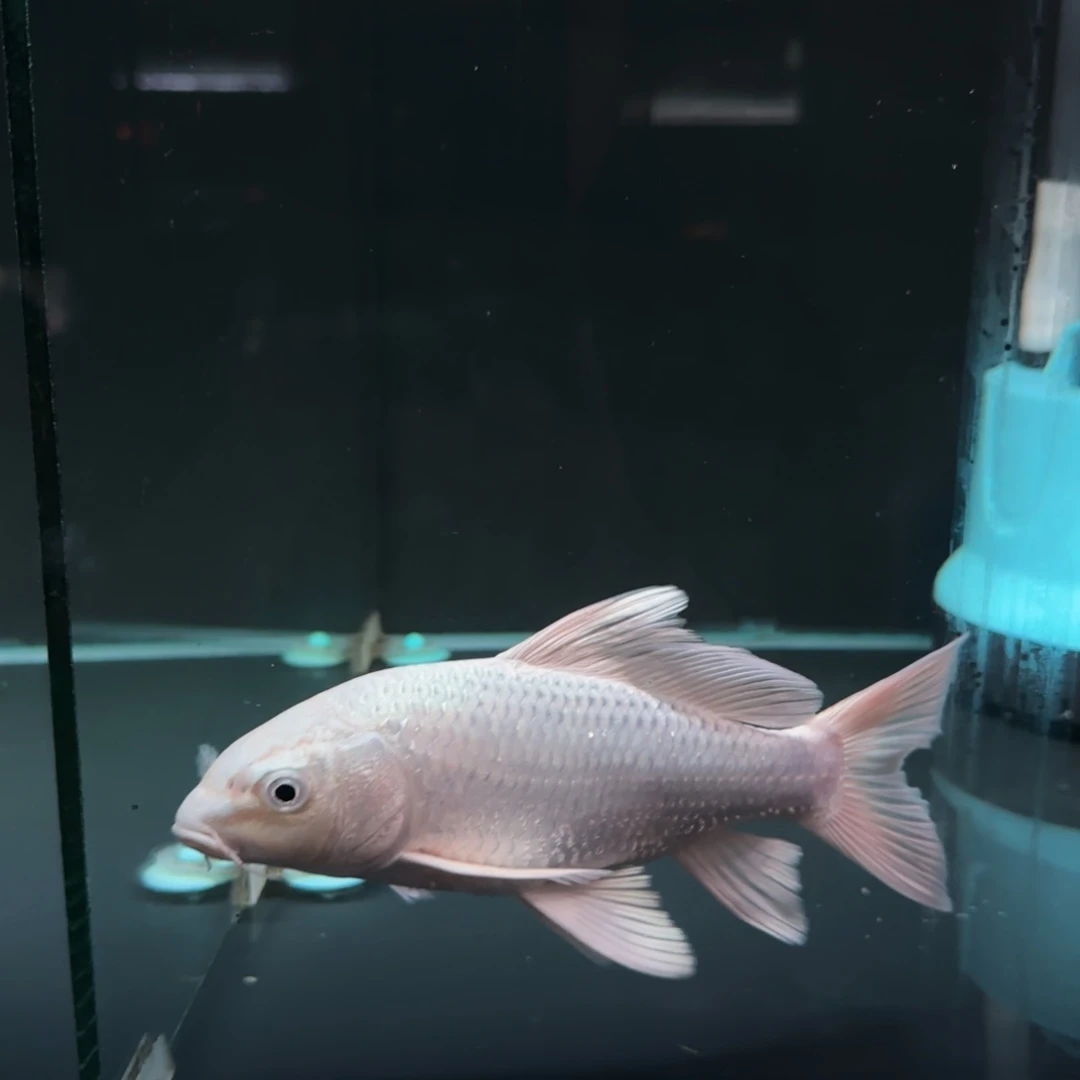 蝴蝶鲤开****9蝴蝶理