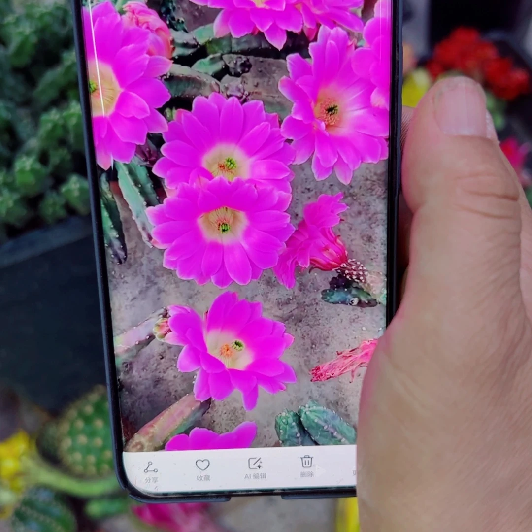 下137粉色水仙2个软歪无根侧芽2一3公分左右20包邮