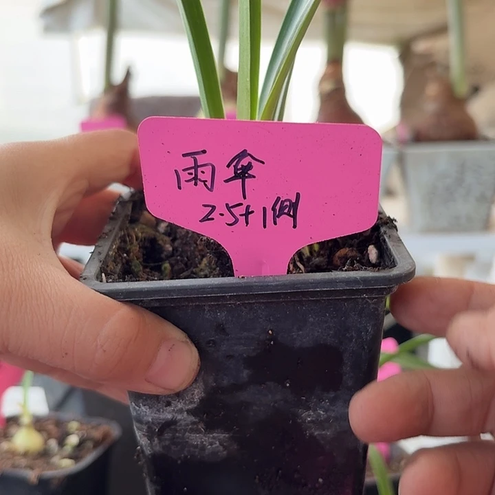 无花朵雨伞朱顶红直径2.5加1