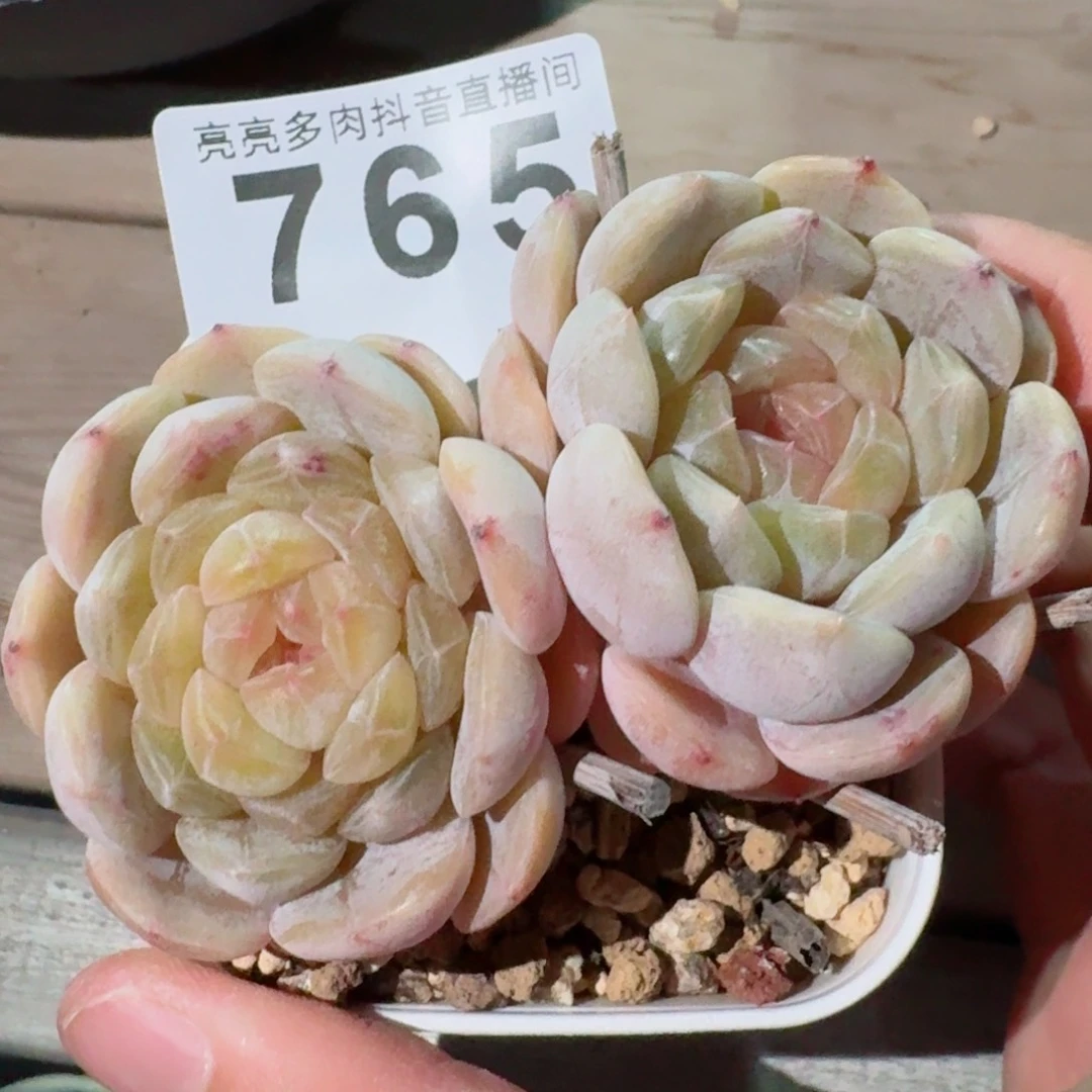 矿*水白色恋人双头老桩