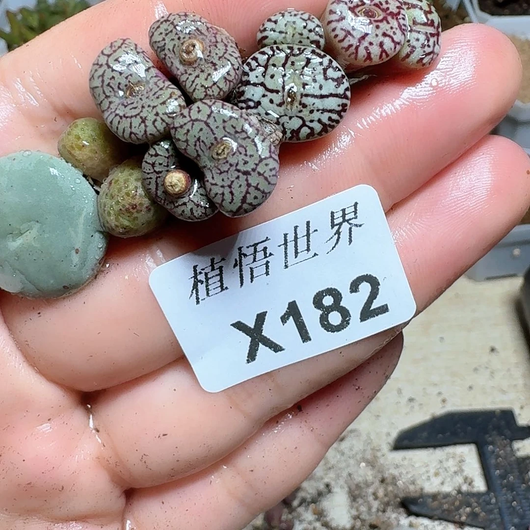 182h号的多肉植物哇c