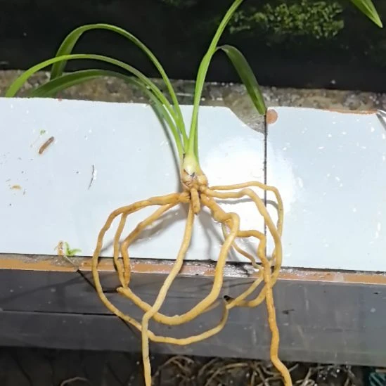 完全开放四季集圆子母苗