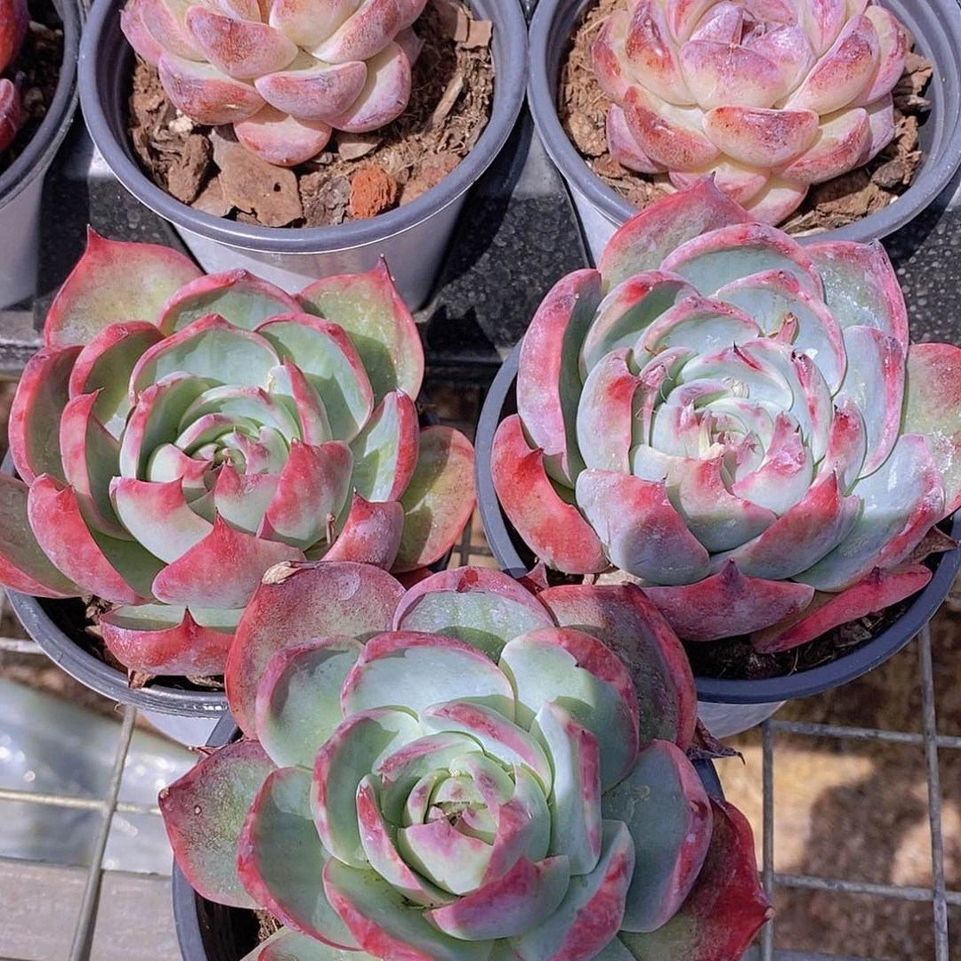 0505-宽叶惊鸿单头一颗量拍