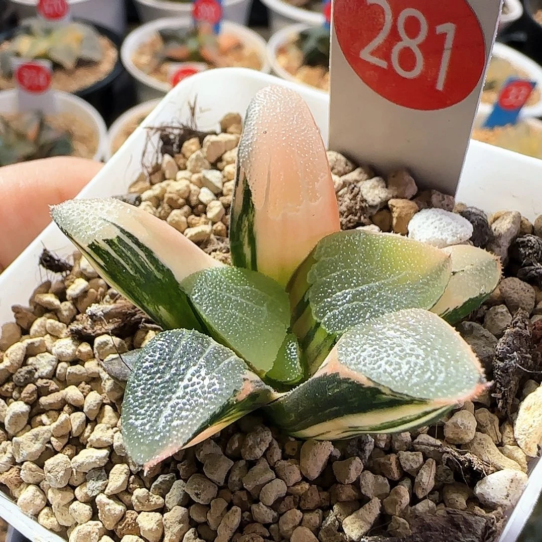 281号实生克锦一物一拍带盆土