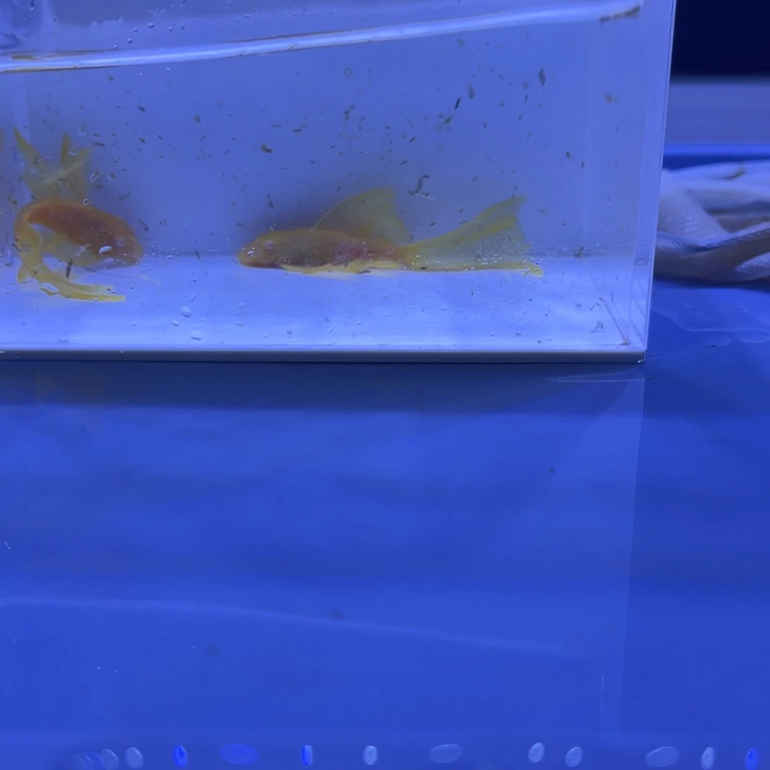 孔雀鱼大帆一对开箱视频报损