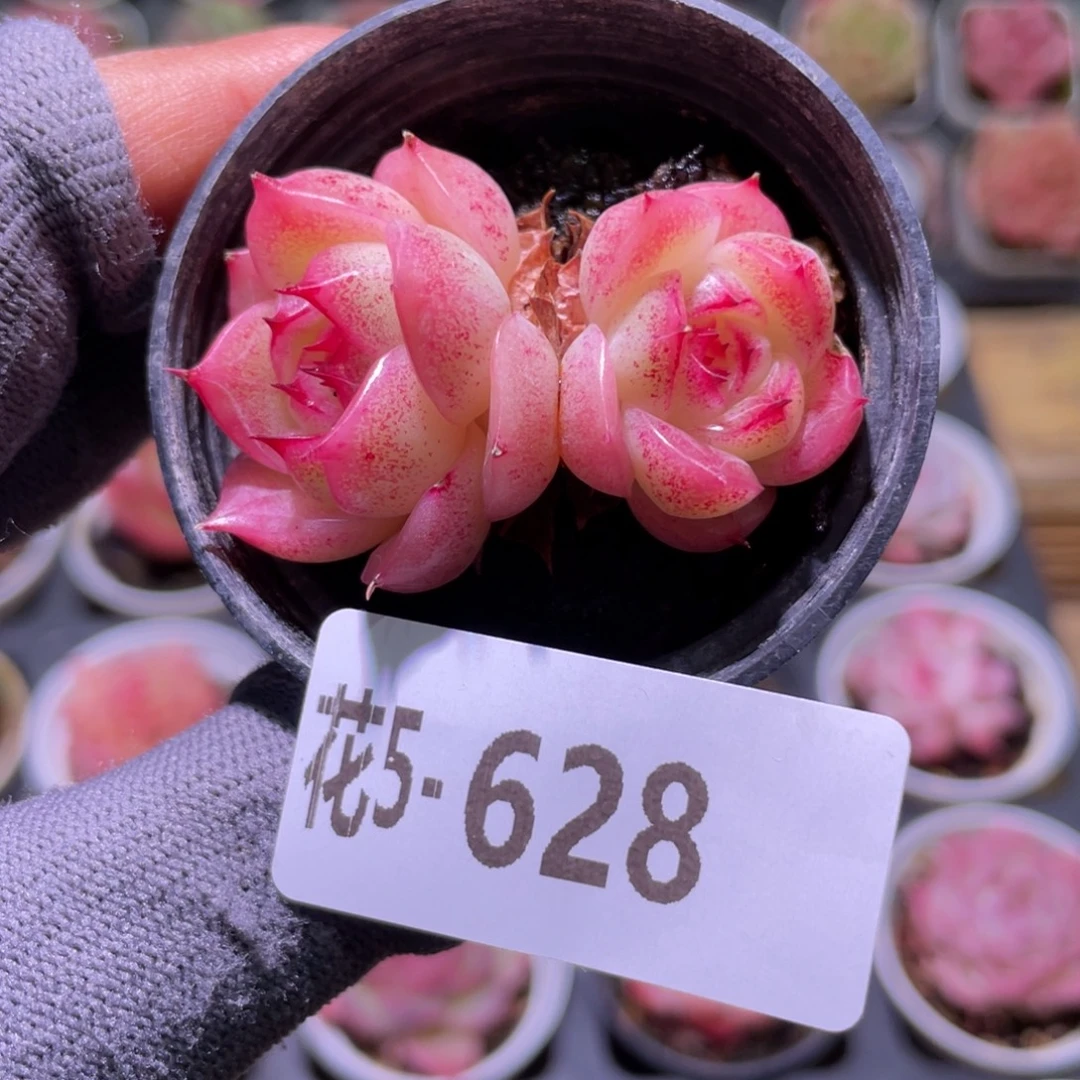 花利美5-628麦秆