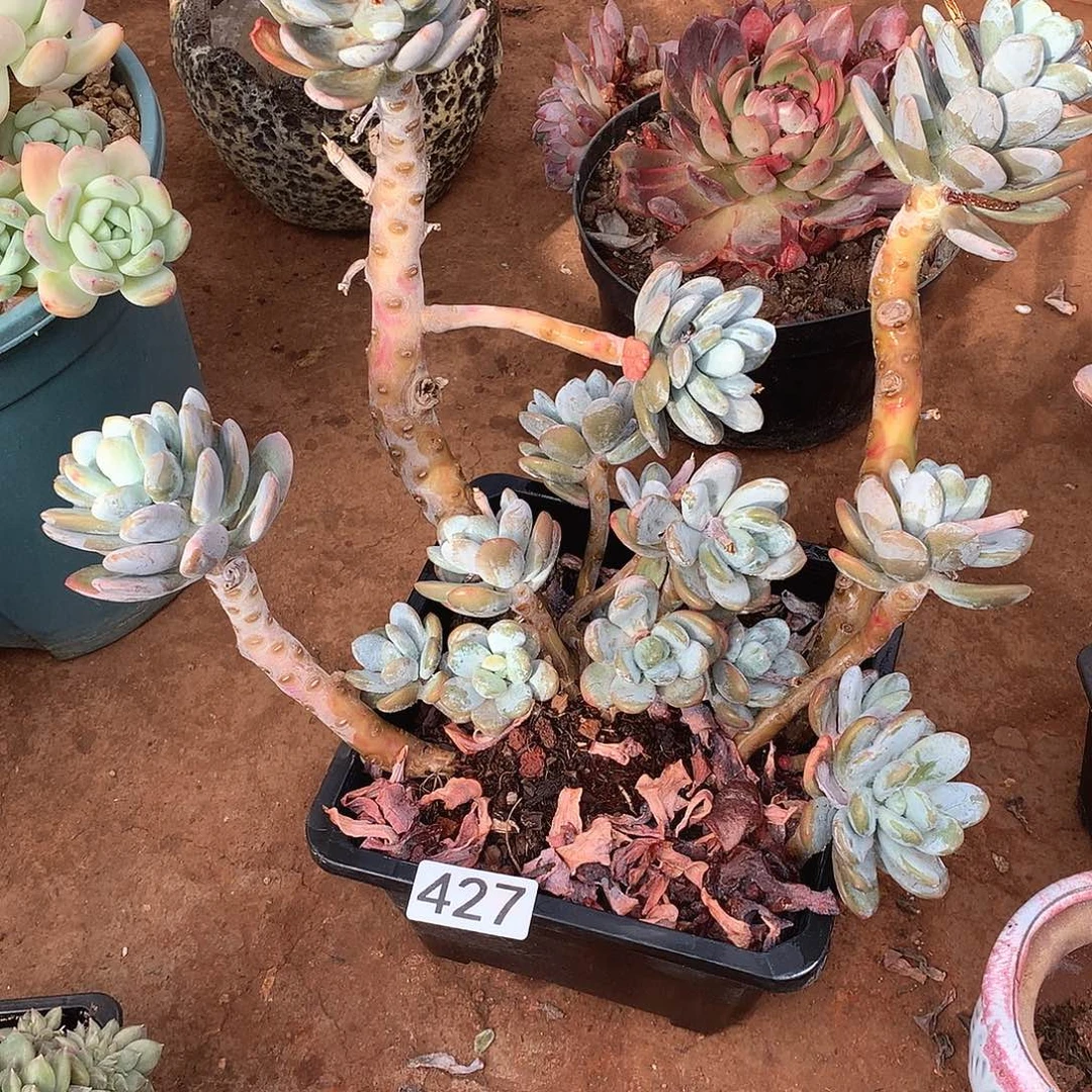 427 一物一拍多肉