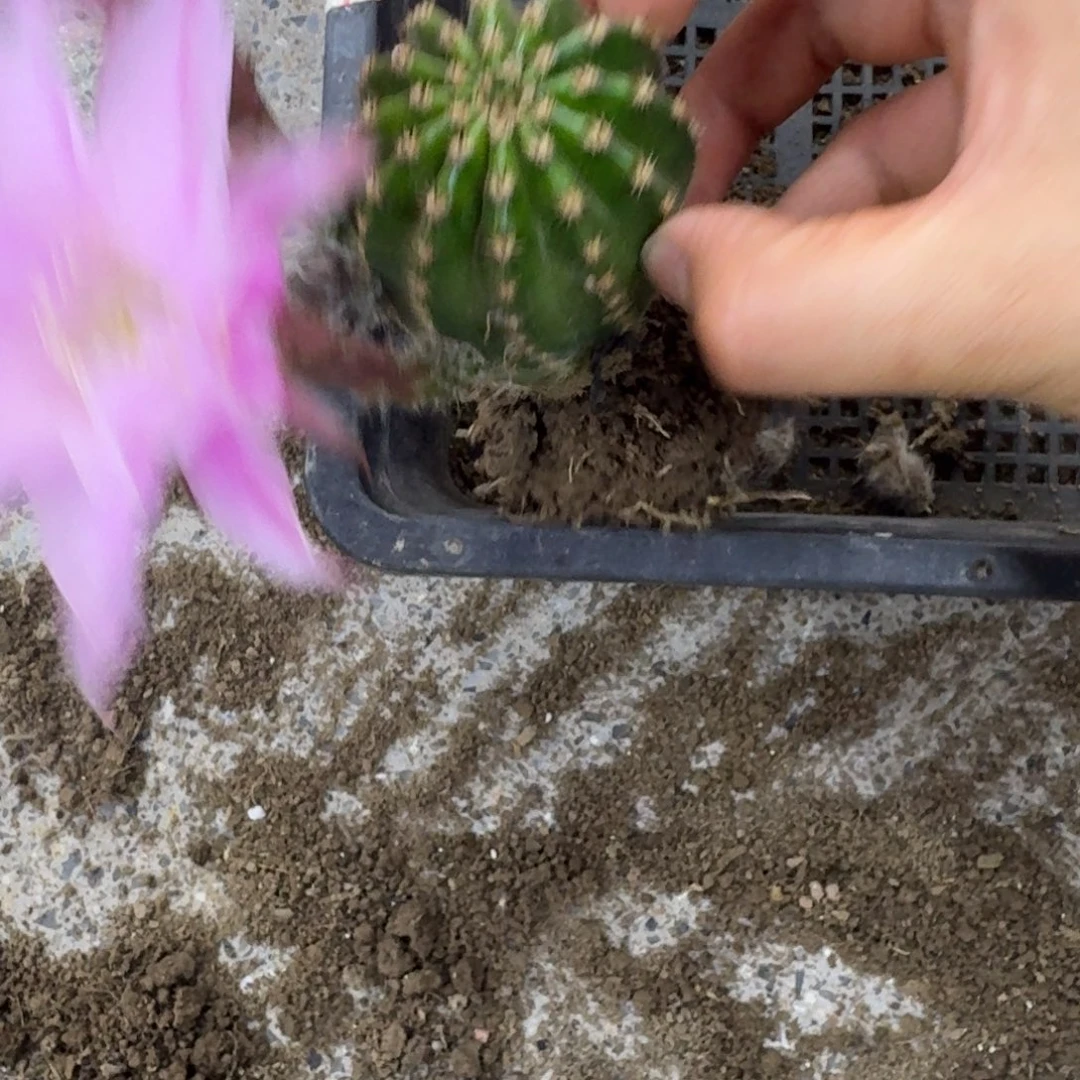 389新品彩草根脱土掰花发货，20包邮