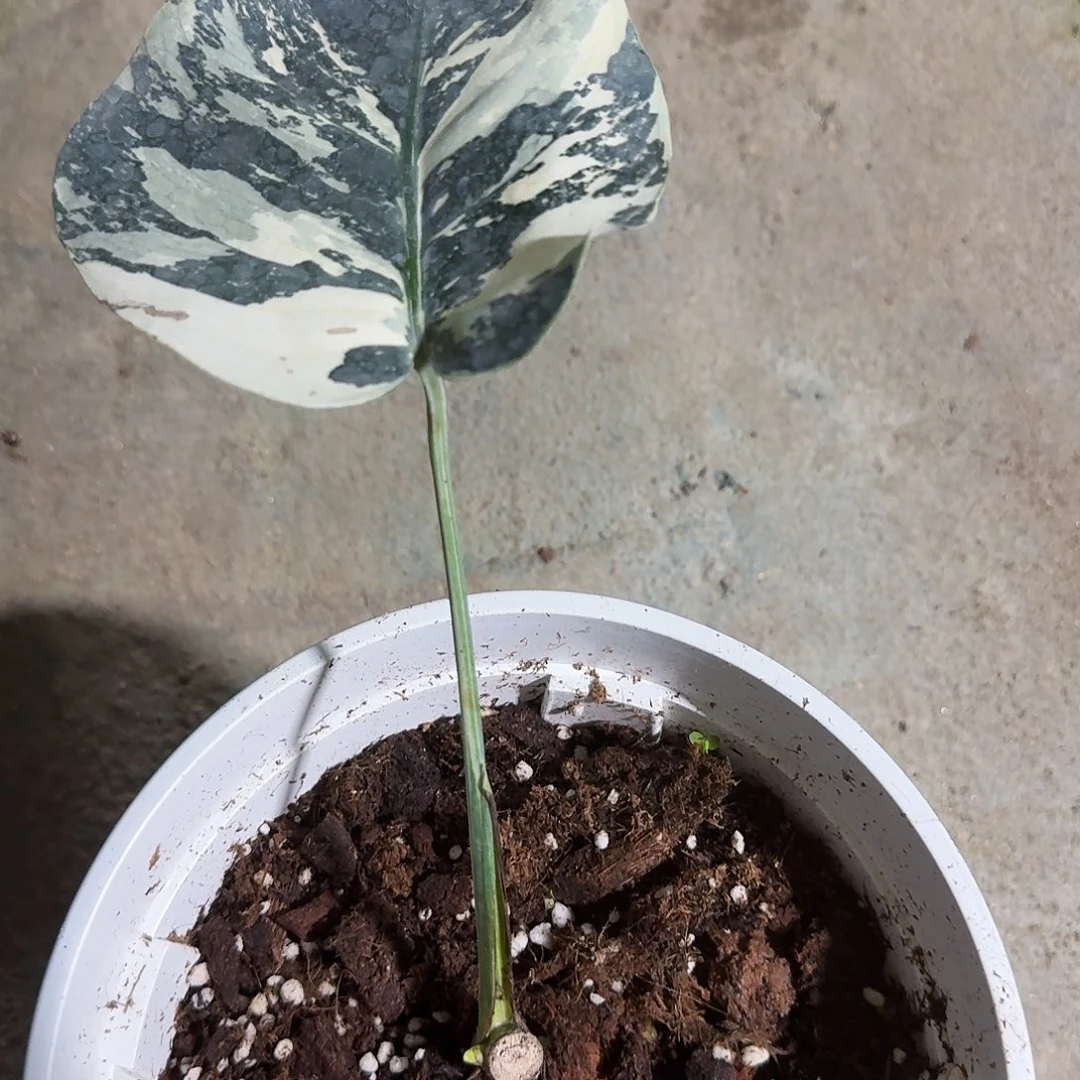 当前无花朵，栽培后可花朵琳*龟背竹一物一拍