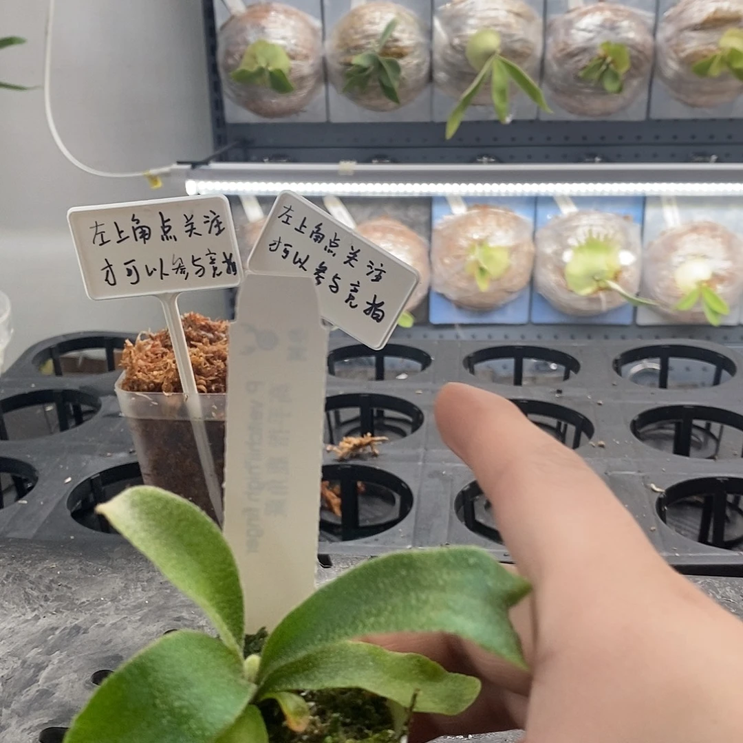 无花朵野银高手指