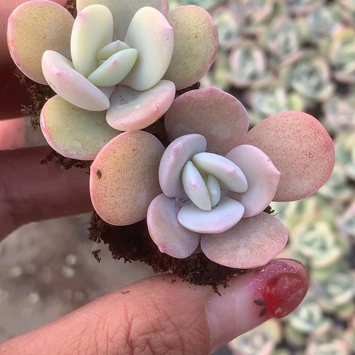 奶茶10颗（满9.99包邮不满9.99发叶子）