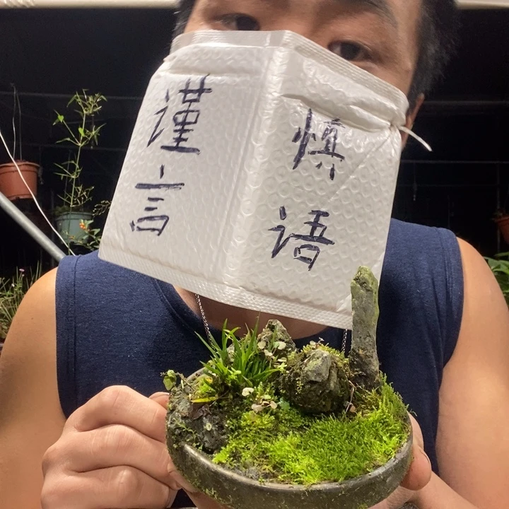 以实际为准盆景绿植盆栽54