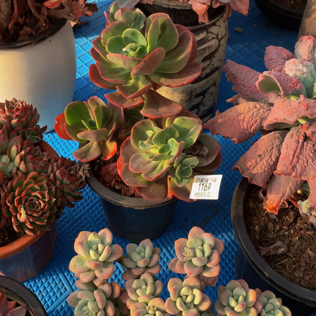 独***®1169大唐玫瑰多肉