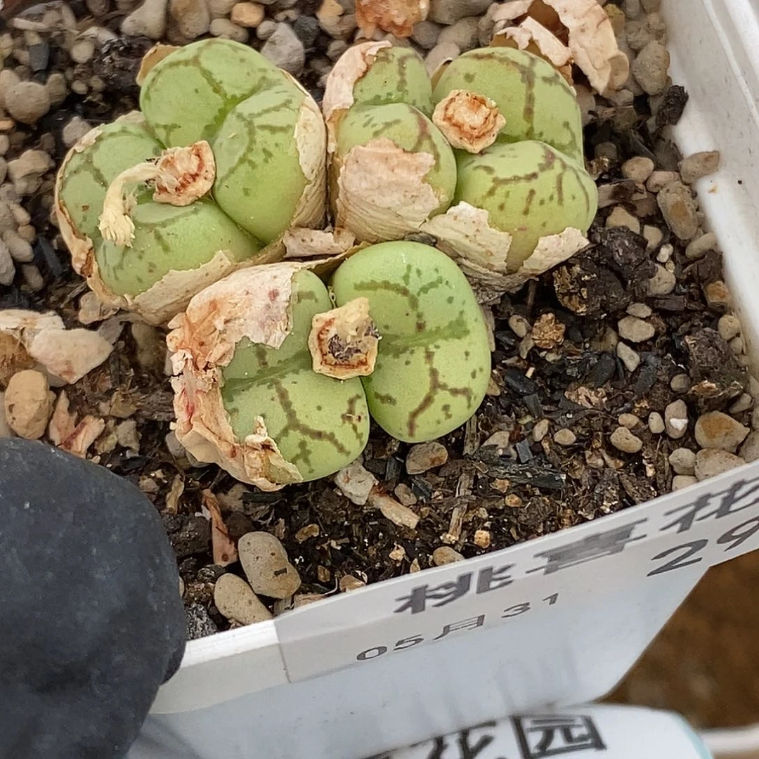 桃喜花园0531-29猴