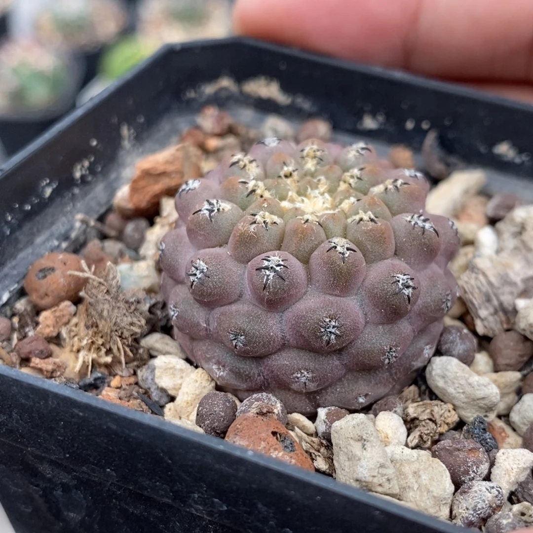 植播园艺优选豹头玉