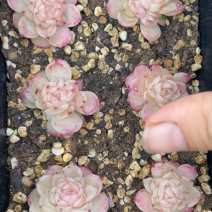 129 多肉植物盆栽花卉植物