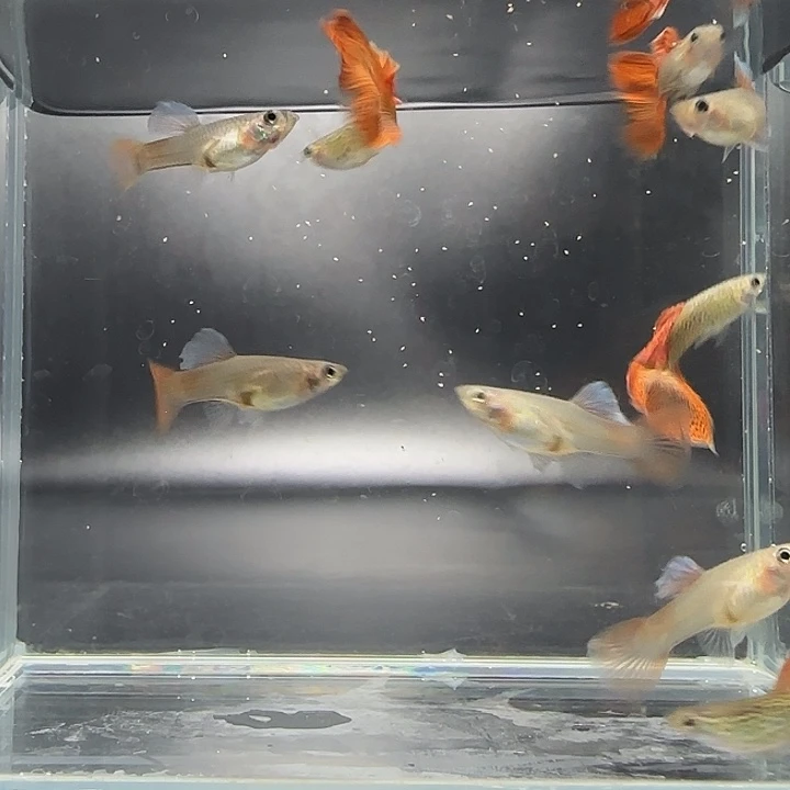 孔雀鱼野生色红蕾丝5对