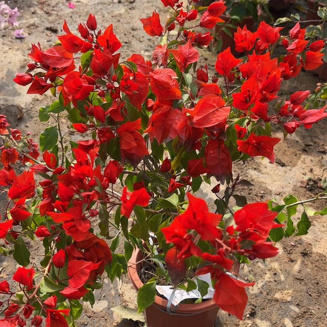 完全开放福6062桑巴