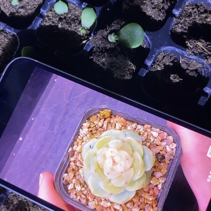 穴盘逍遥苗一个多肉