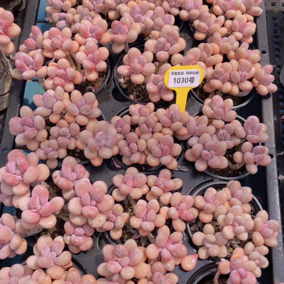 1030号 丸叶水光针粉桃蛋六头起老桩大群生一个