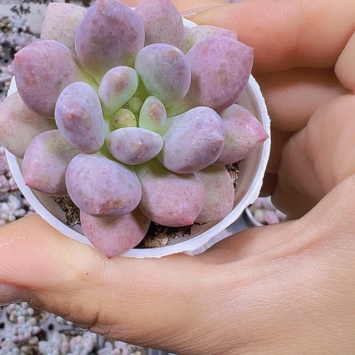半夏19包邮多肉植物