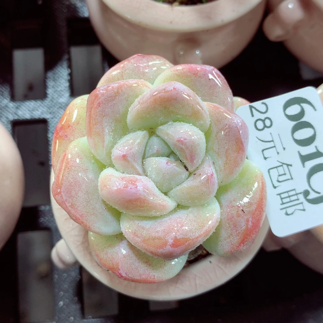 5厘米盆精控多肉601