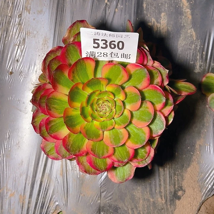 5360火狐多肉植物2号
